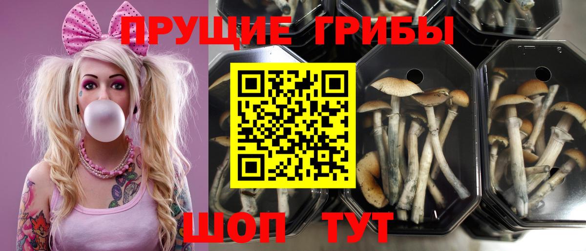 Галлюциногенные грибы мухоморы Мирный